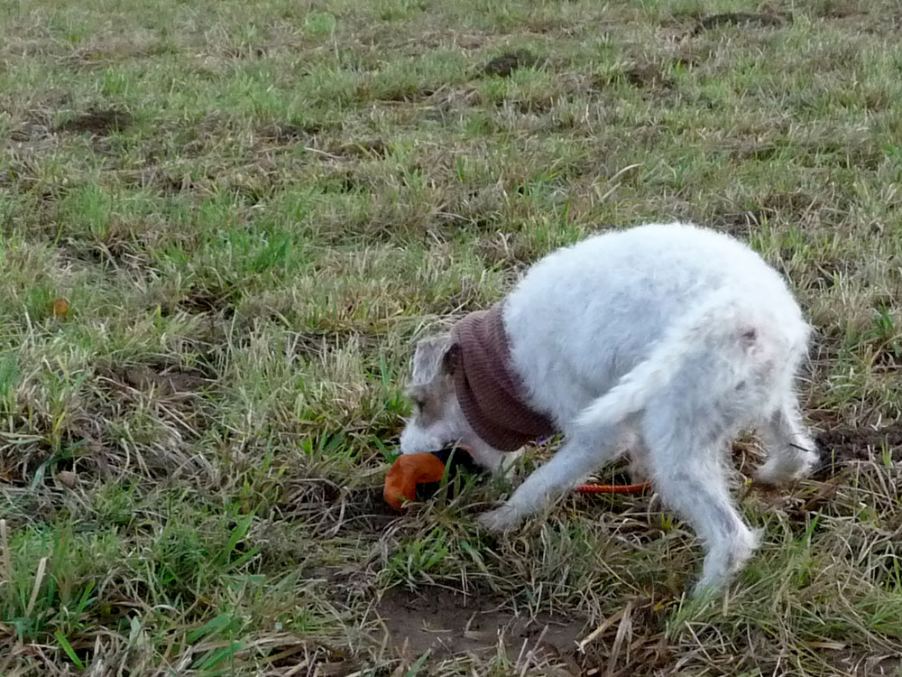 miteinander-hundetraining-anti-jagd-training1